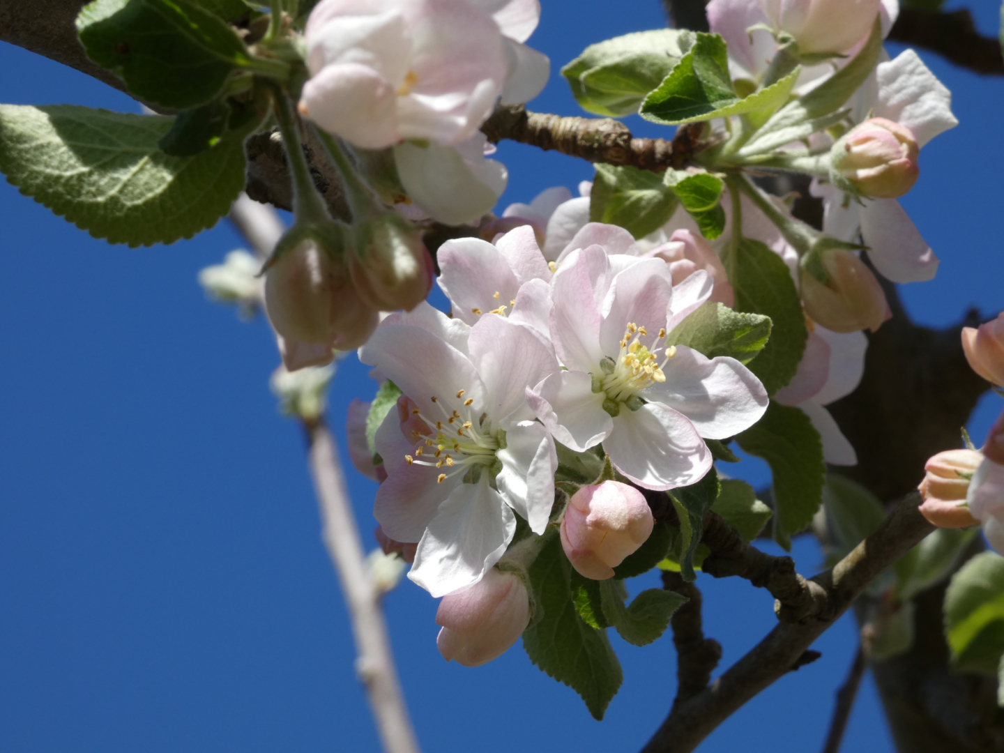 Apfelbaumblüte
