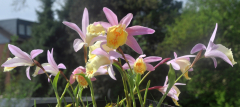 Pleione Gruppe