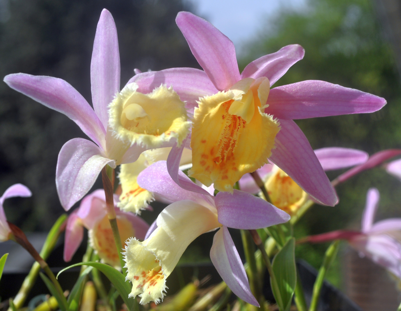 Pleione 2