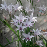 Gladiolus carneus 'Albidus'