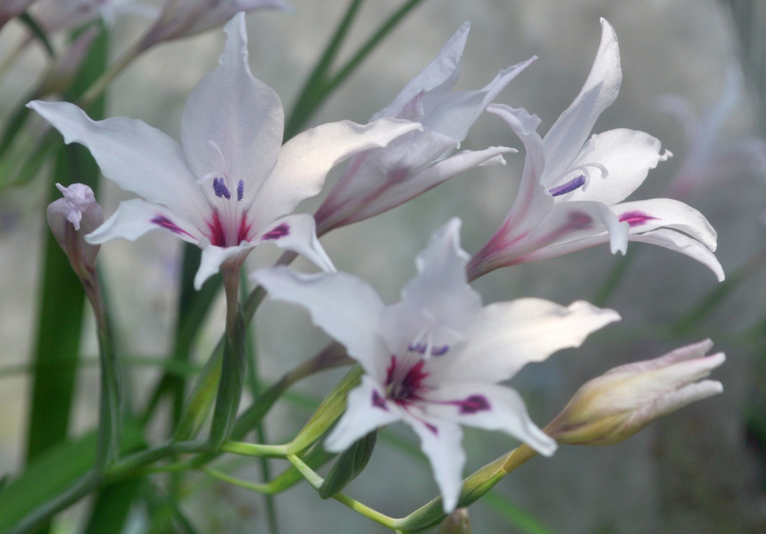 Gladiolus carneus 'Albidus' 2