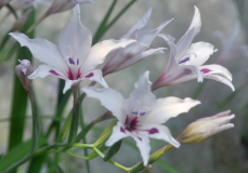Gladiolus carneus 'Albidus' 2