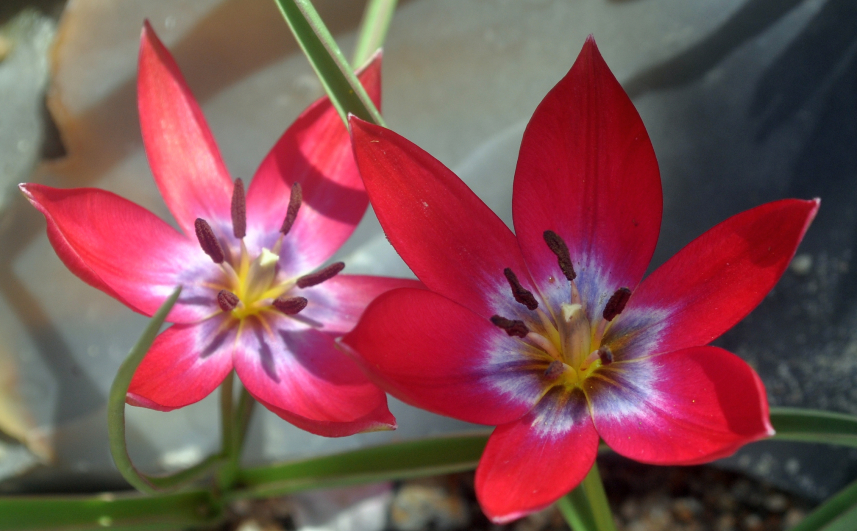 Tulipa 'Tiny Timo'