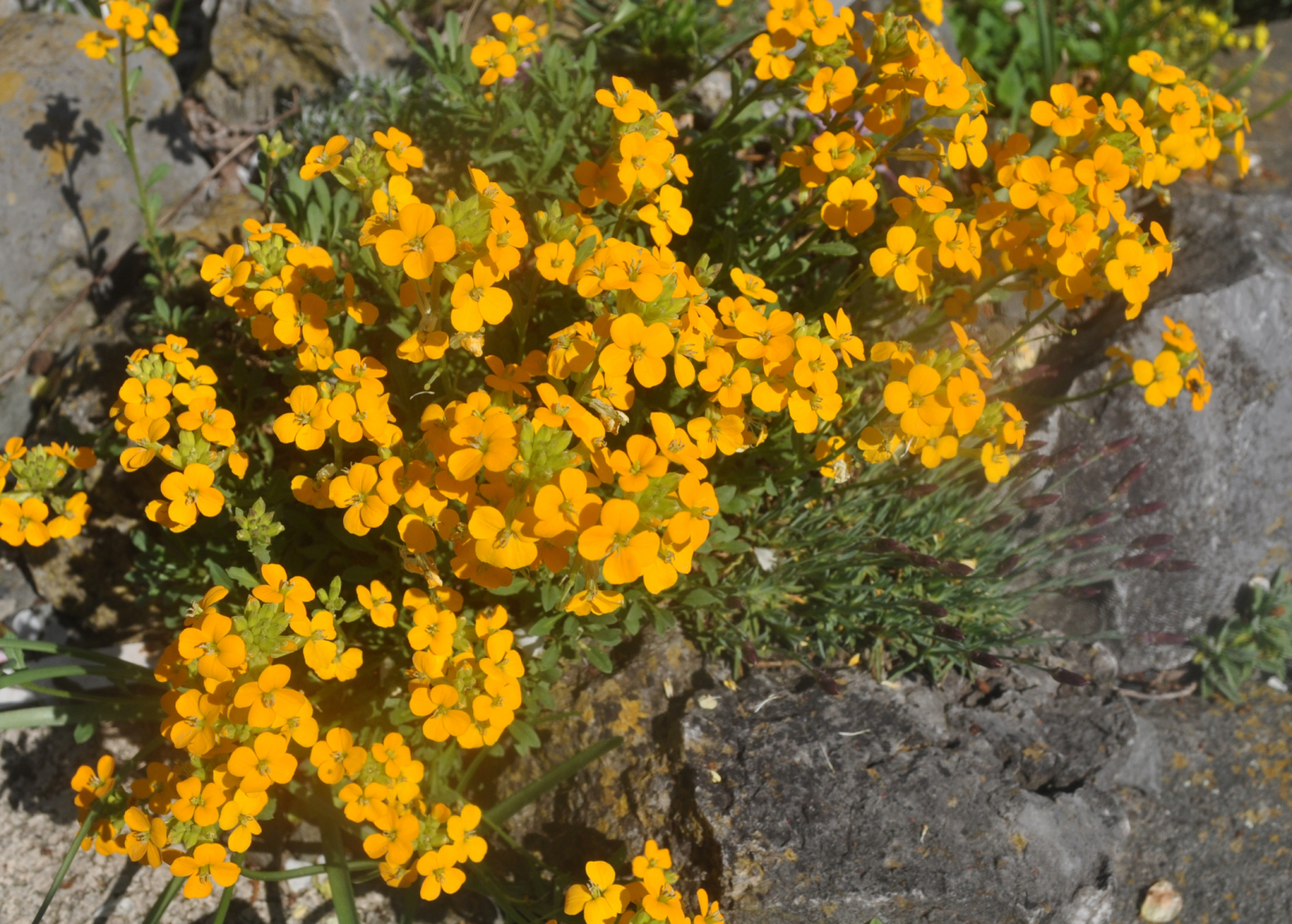 Erysimum pulchellum