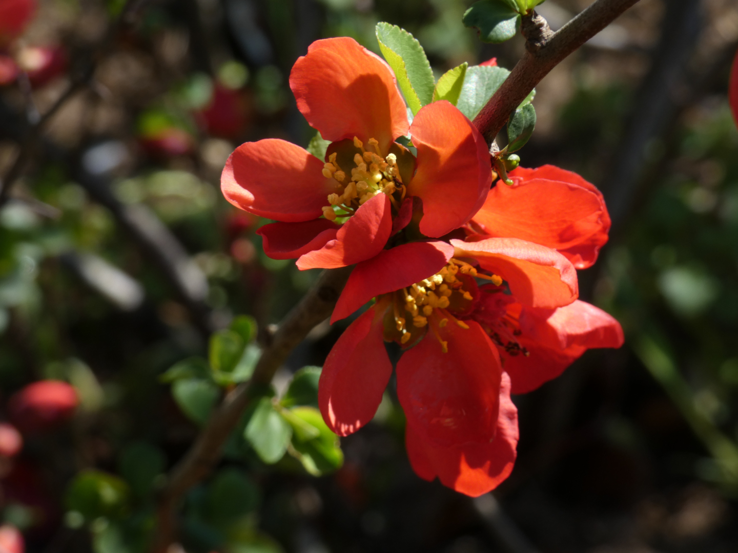 Zierquitte rote Blüte