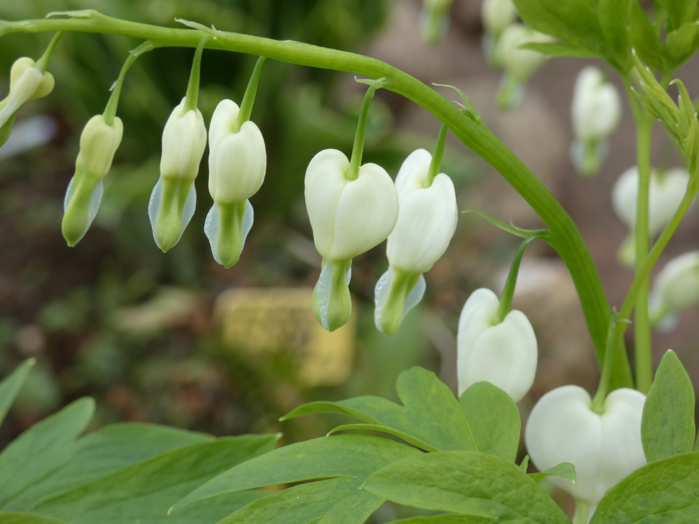 Tränendes Herz  Dicentra spectabilis