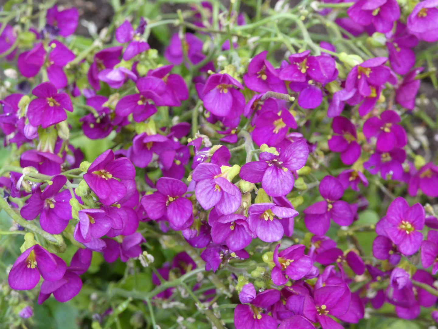 Gänsekresse Arabis caucasica