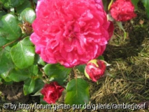 Eifelrose!