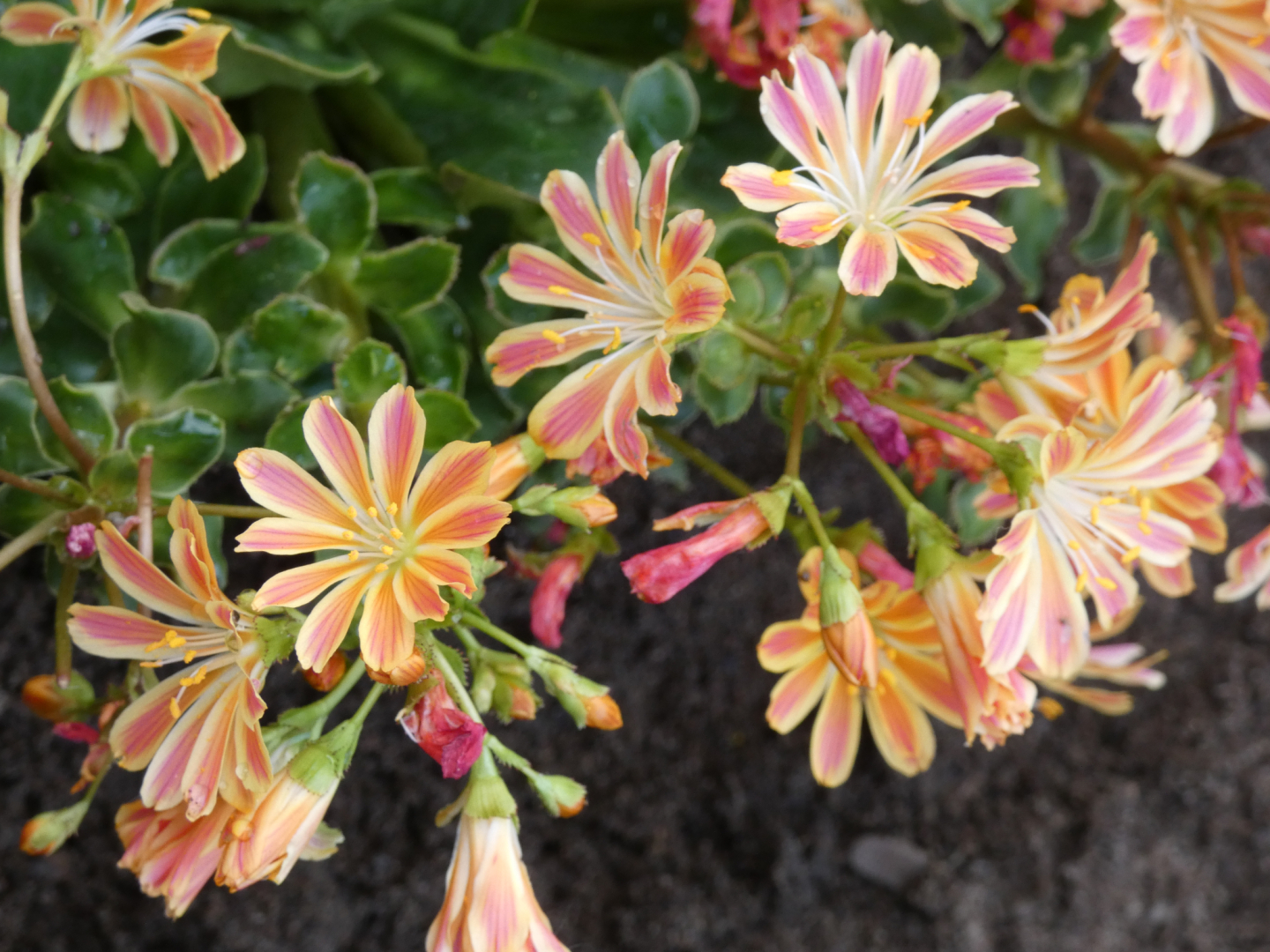 Porzelanröschen Bitterwurz Lewisia cotyledon