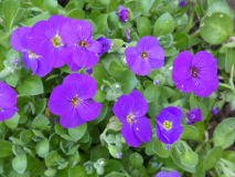 Blaukissen Aubrieta