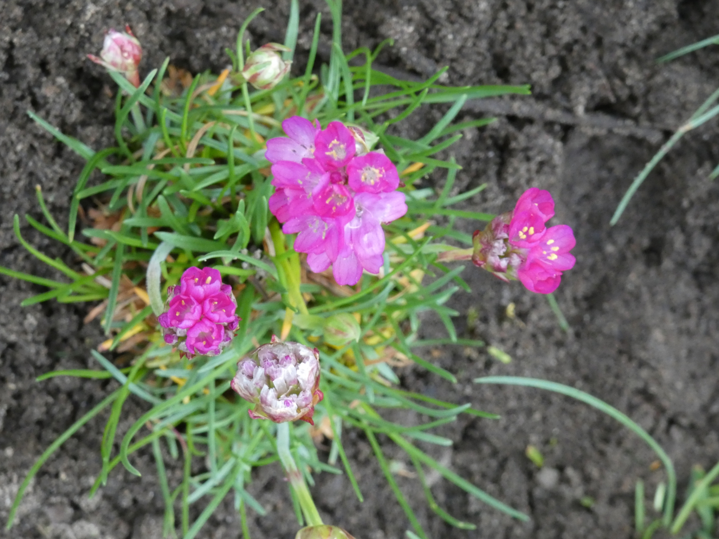 Grasnelke Armeriia