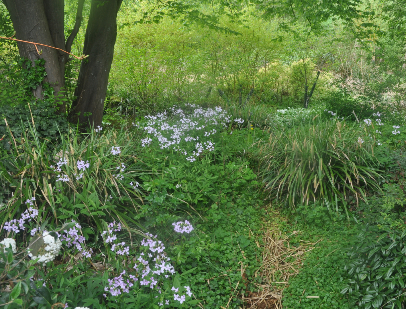 Cardamine bulbifera 1