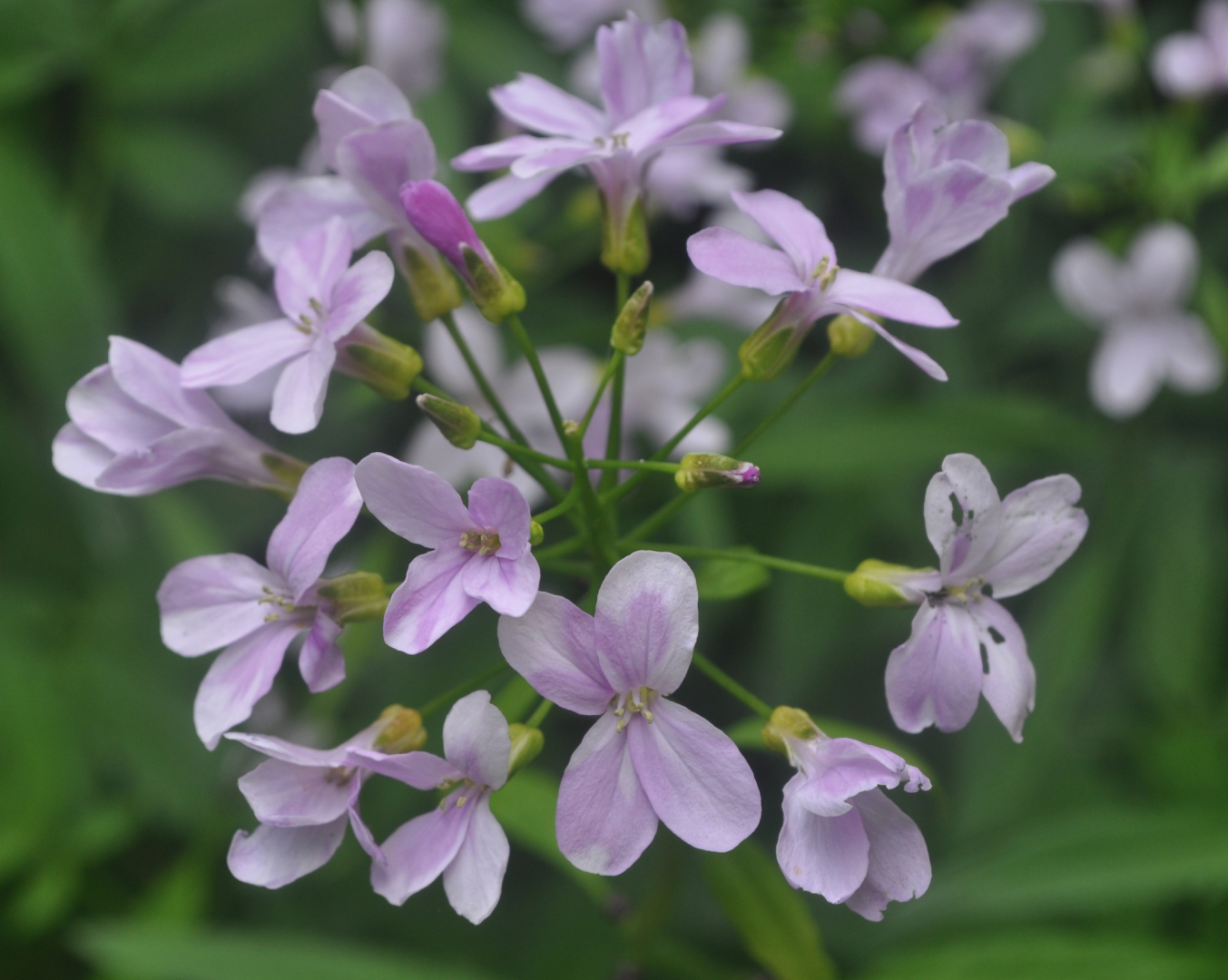 Cardamine bulbifera Detail