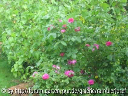 Eifelrose!
