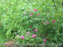 Eifelrose!