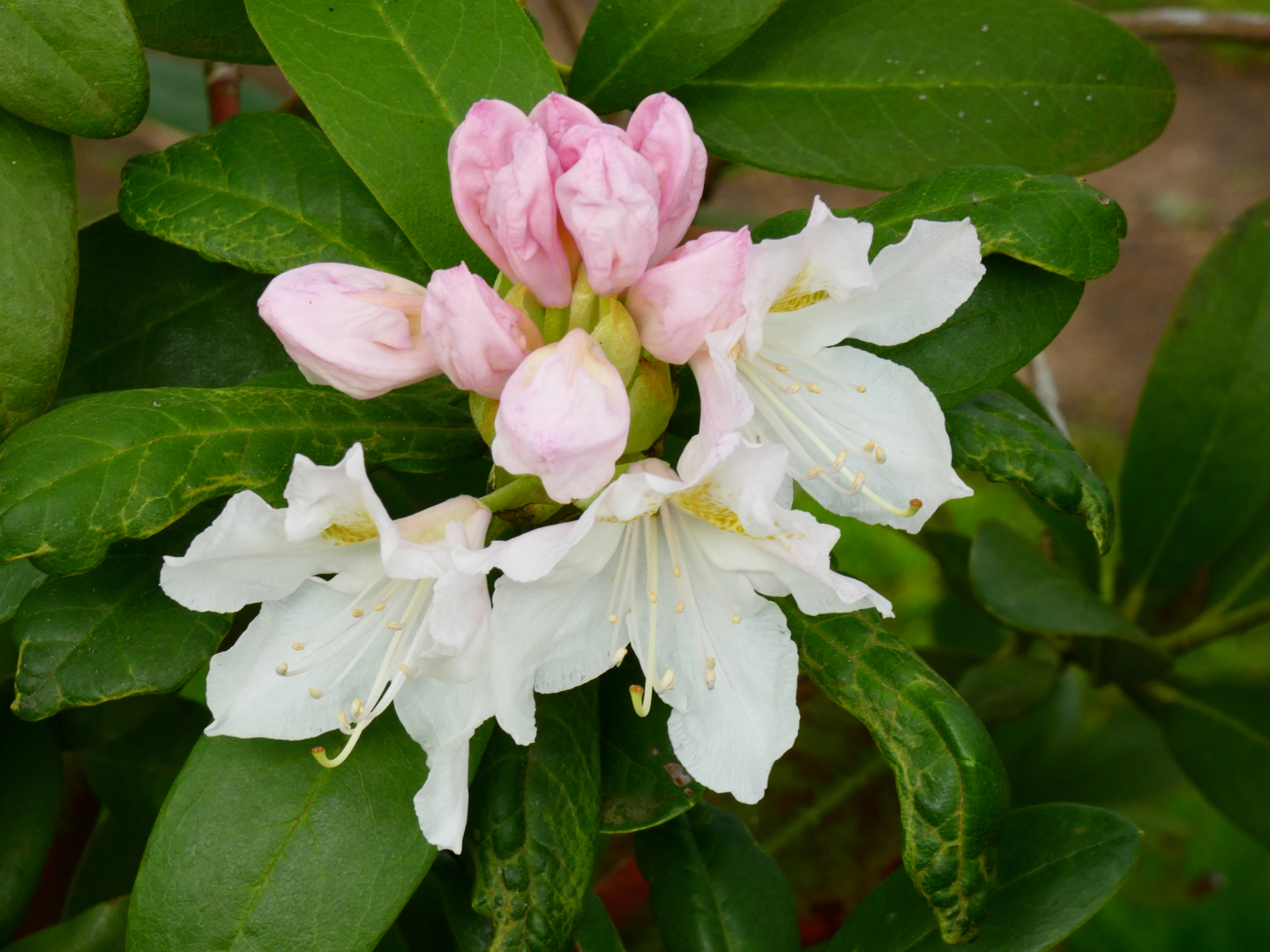 Rhododendron