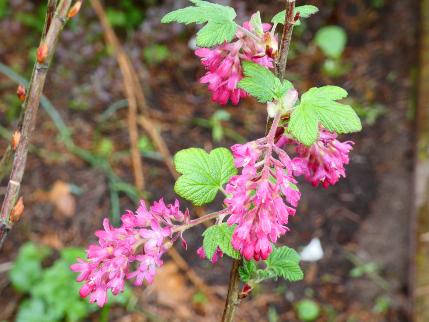 Blut-Johannisbeere Ribes sanguineum