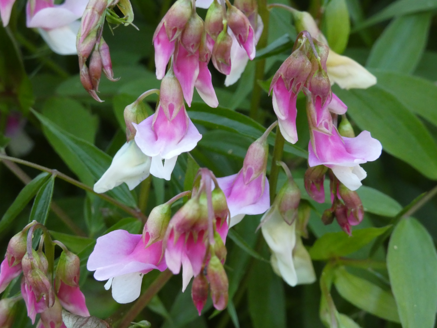 Frühlings-Platterbse  Lathyrus vernus