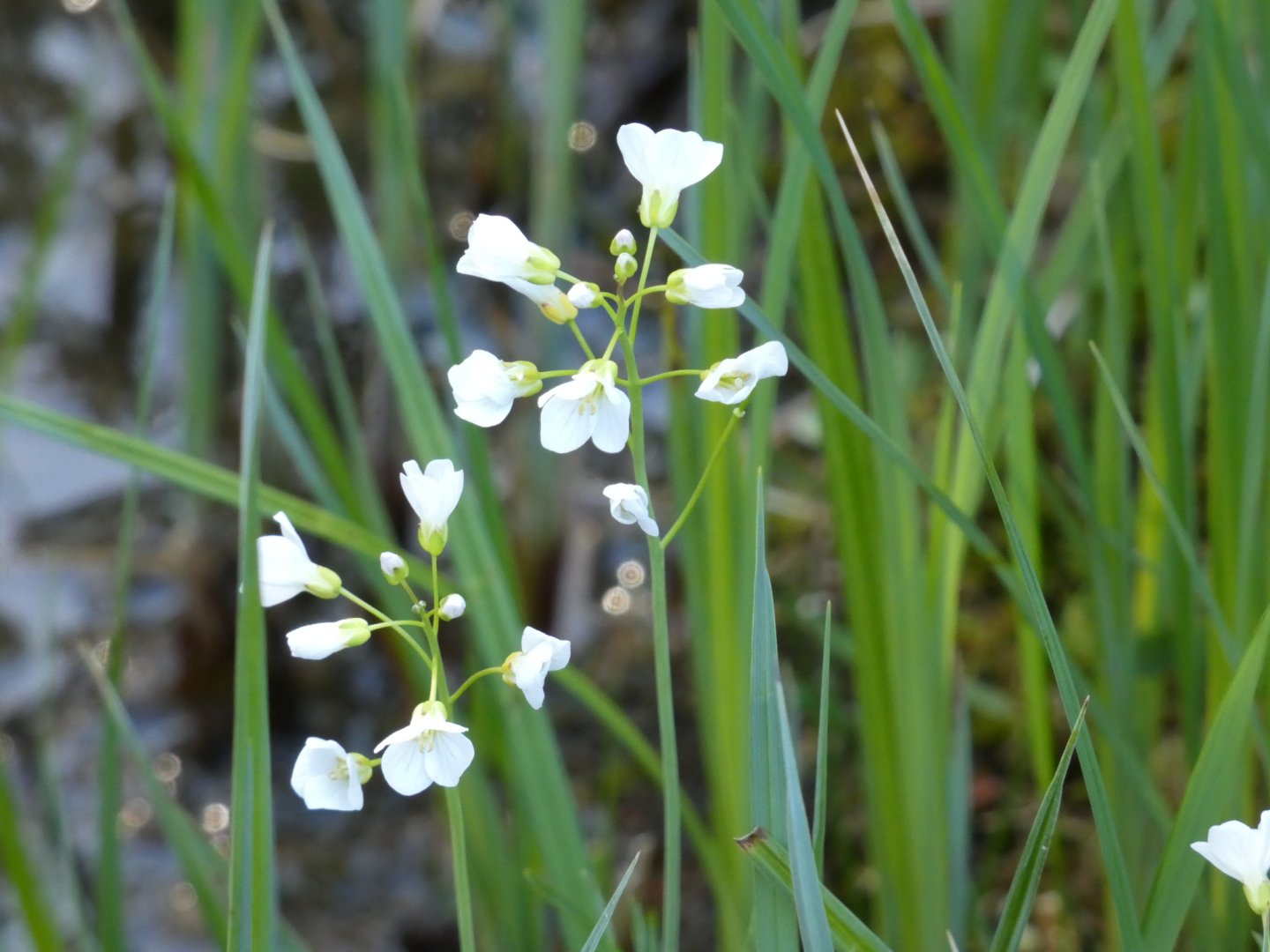 Wiesen-Schaumkraut  Cardamine pratensis