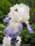 Iris 'Alizes'