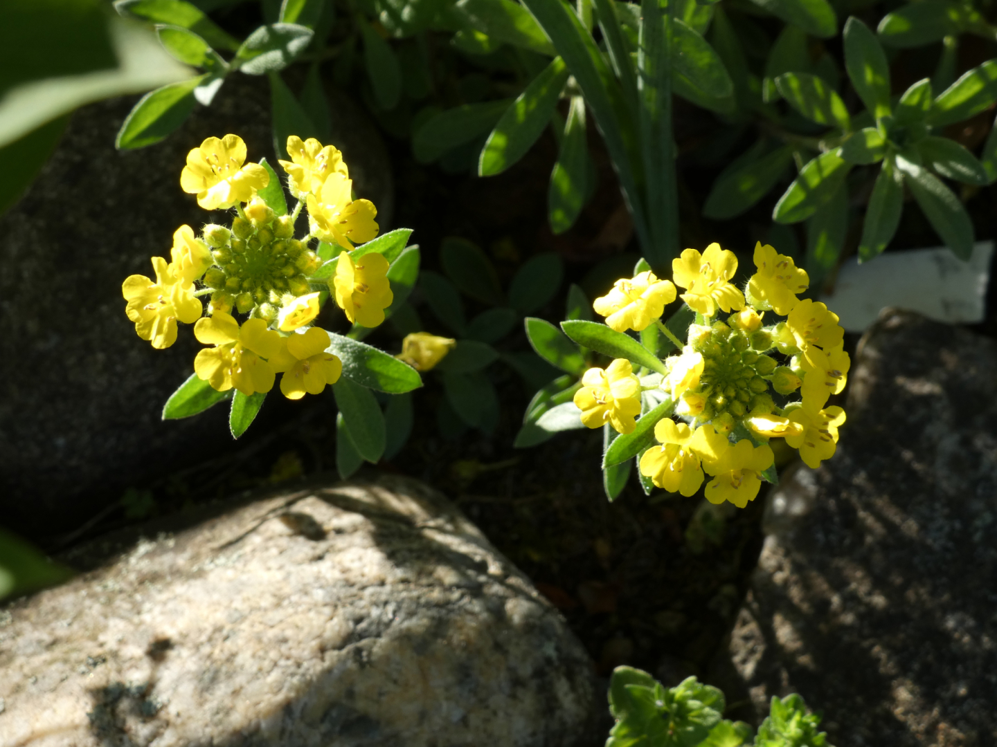 Steinkraut Alyssum
