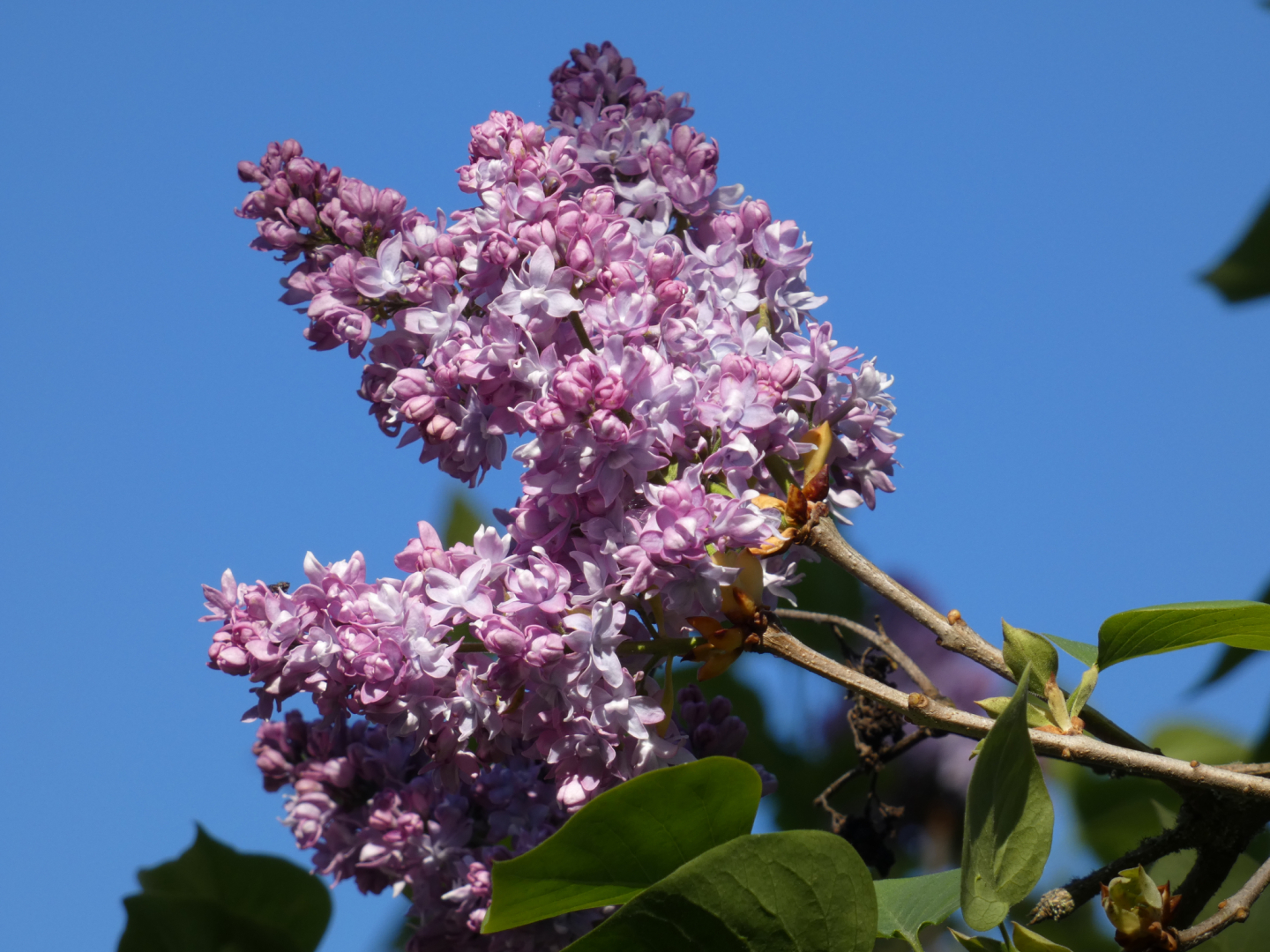 Flieder   Syringa