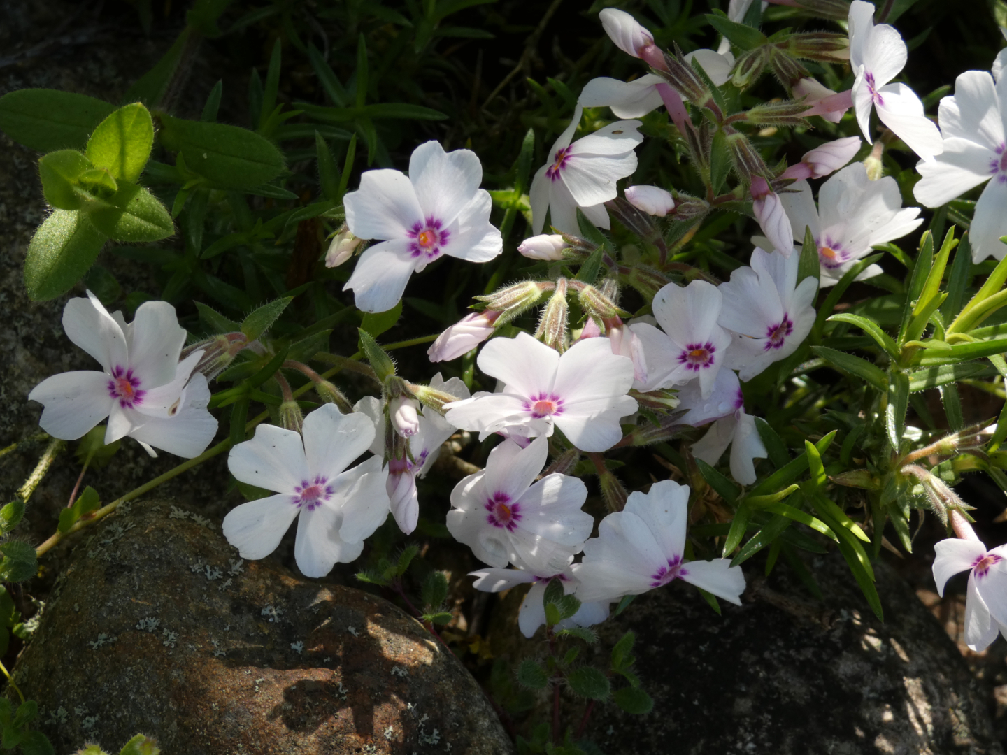 Teppichphlox  Amazing Grace