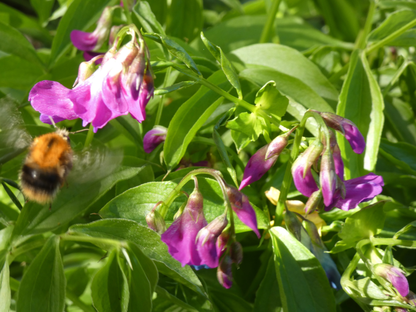 Frühlings-Platterbse (Lathyrus vernus) i