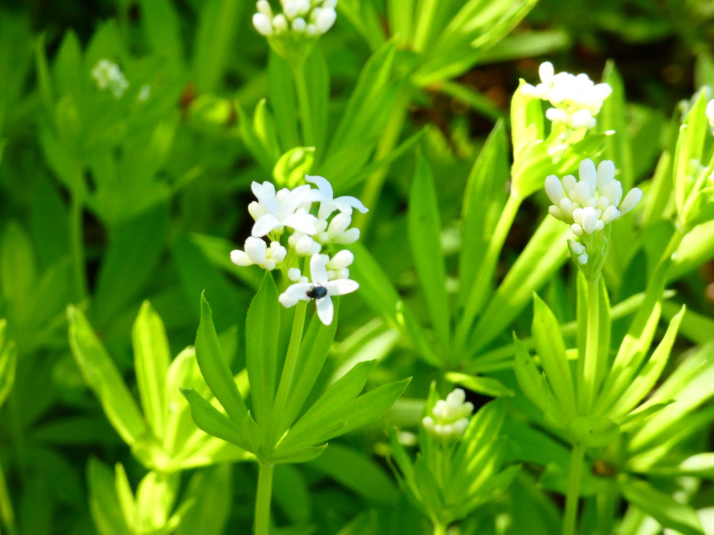 Waldmeister Galium odoratum