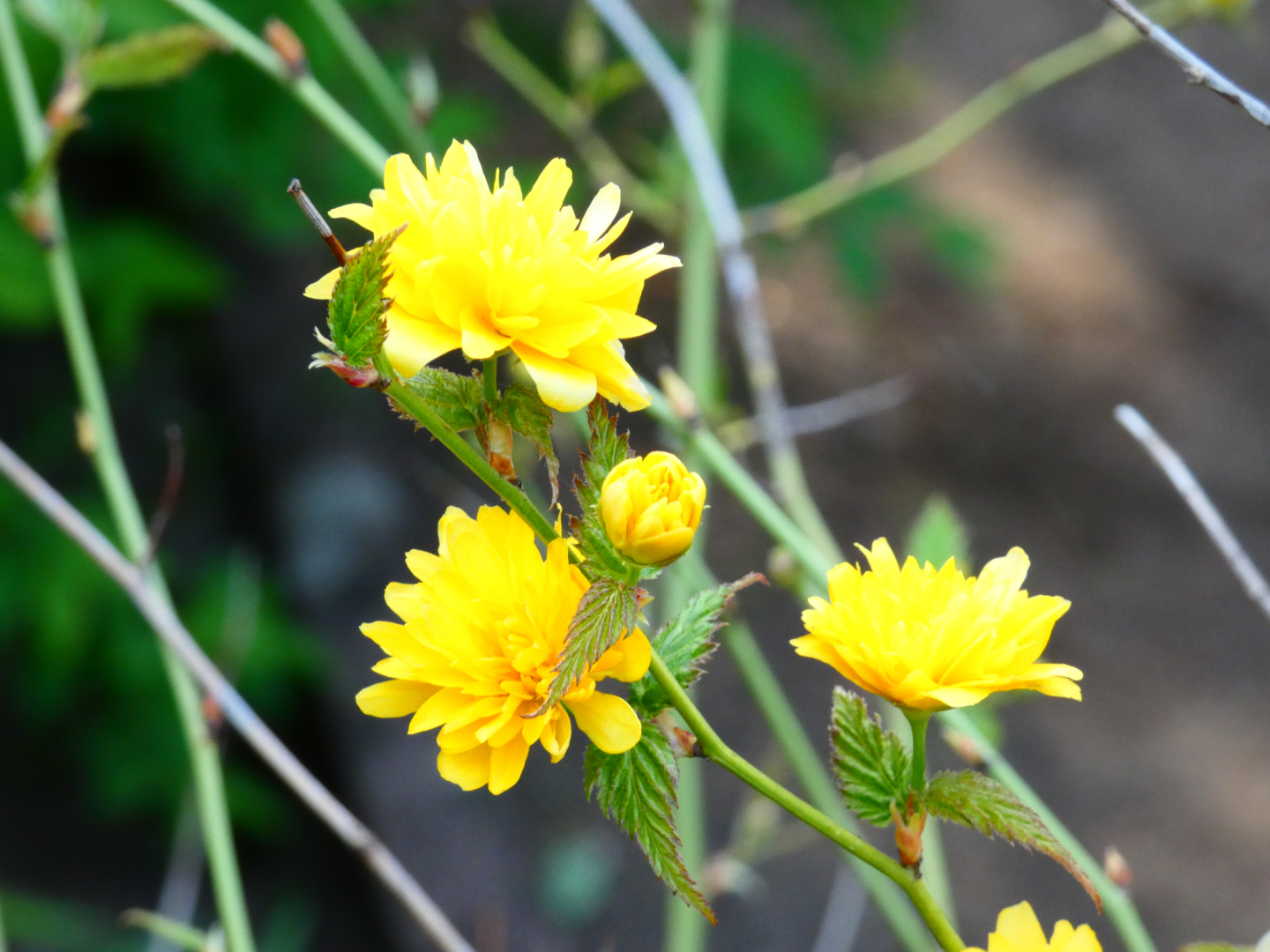 Ranunkelstrauch Kerria japonica
