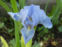 Schwertlilie Iris