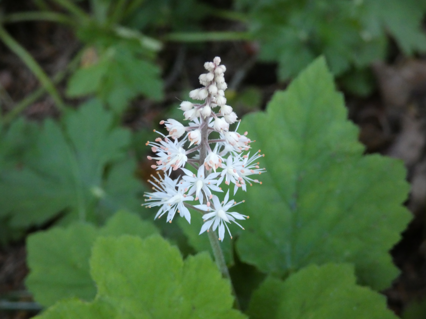 Schaumblüten Tiarella