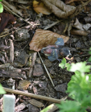 2025-05-01_Jungvogel-6692-klein