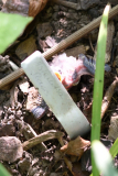 2025-05-01_Jungvogel-6687-klein