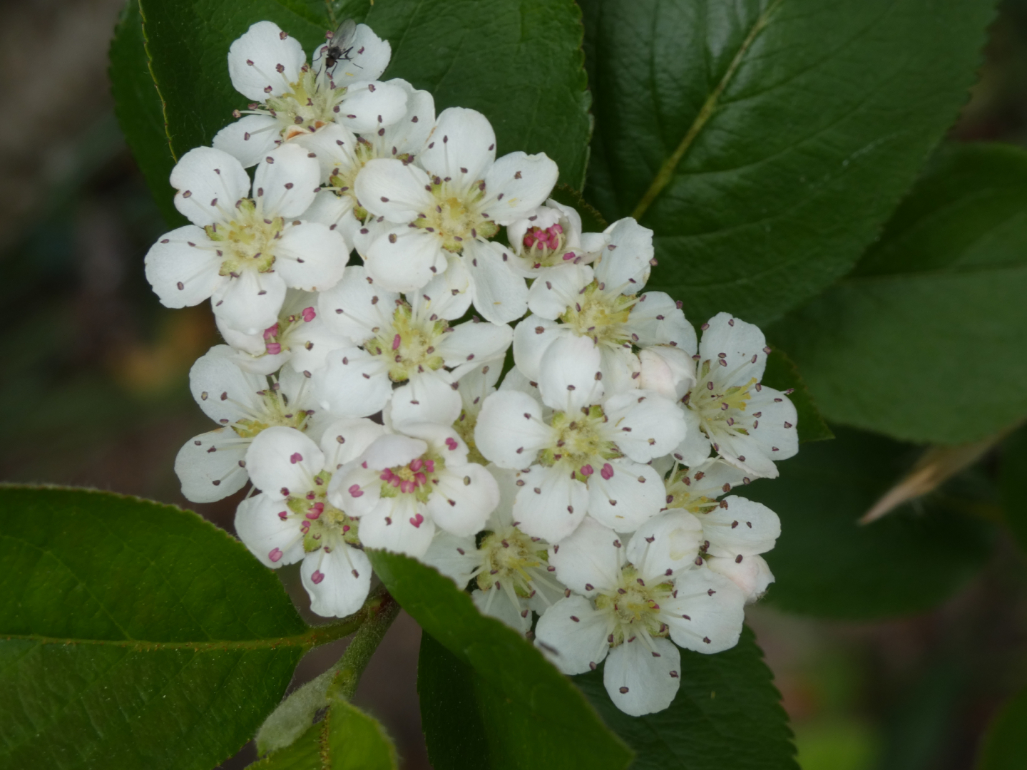 Apfelbeeren Aronia