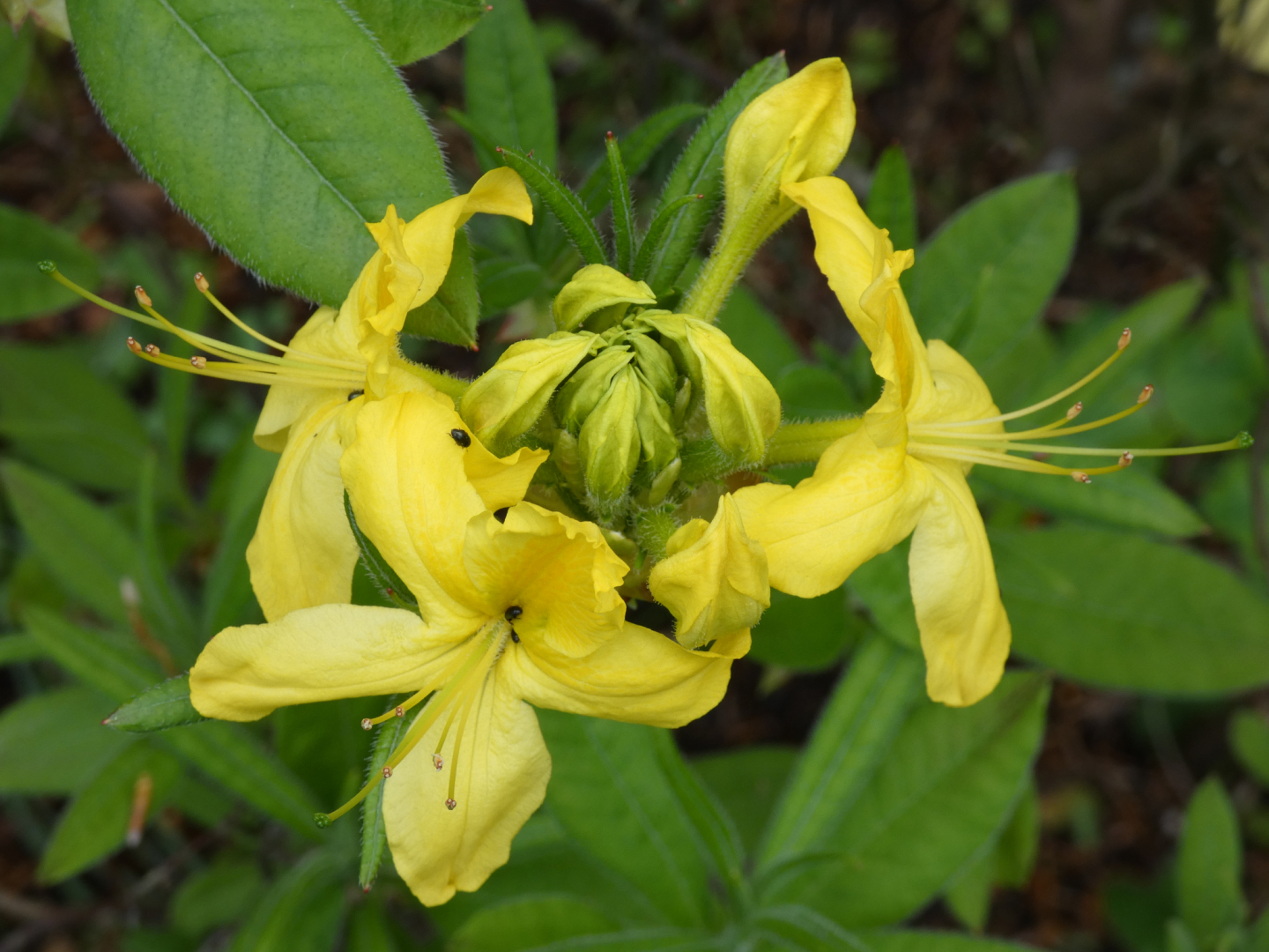 Gelbe Azalee  Rhododendron luteum