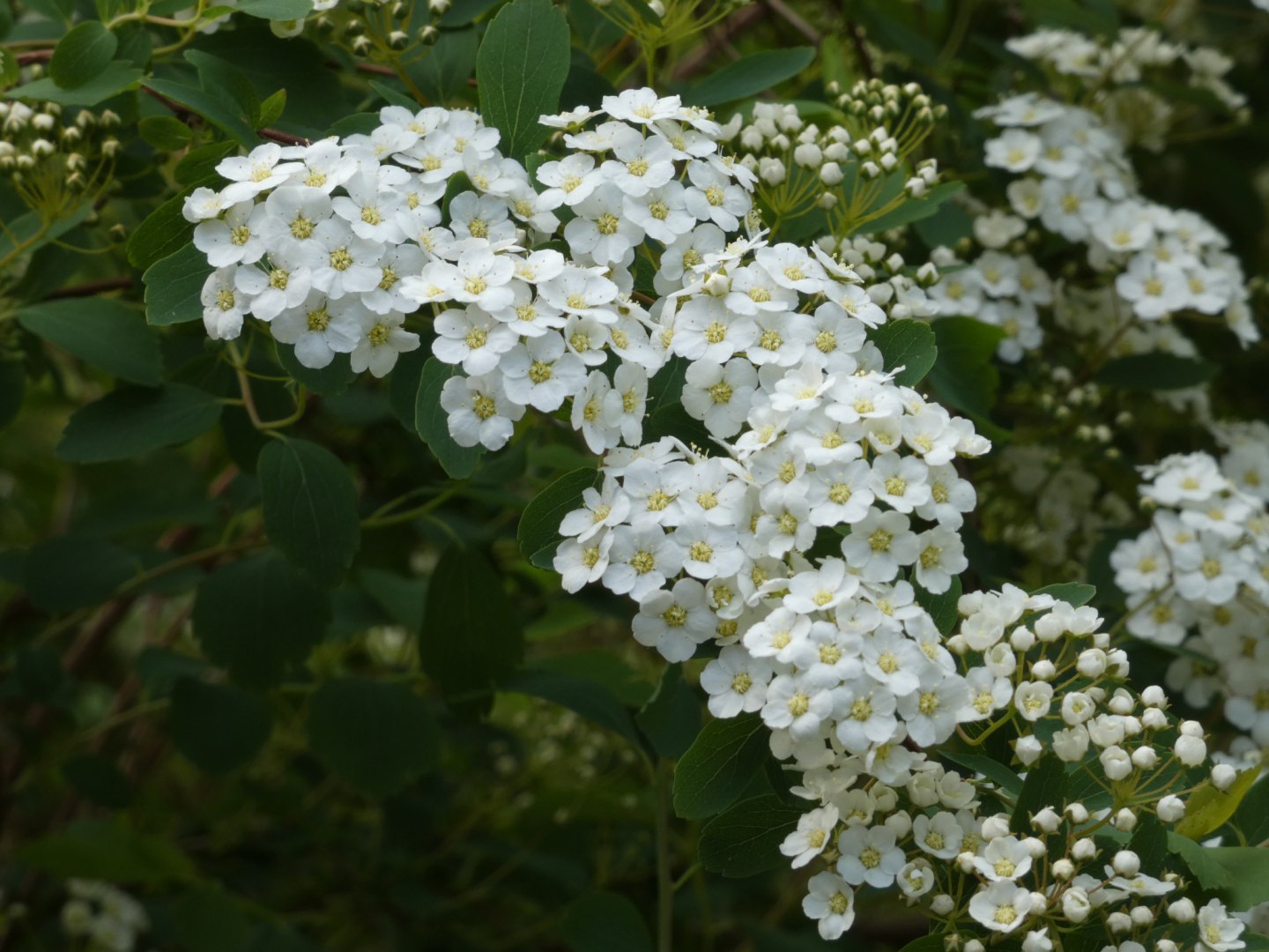 Brautspiere, Schneespiere   Spiraea x arguta