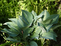 P5051162