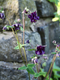 P5051207