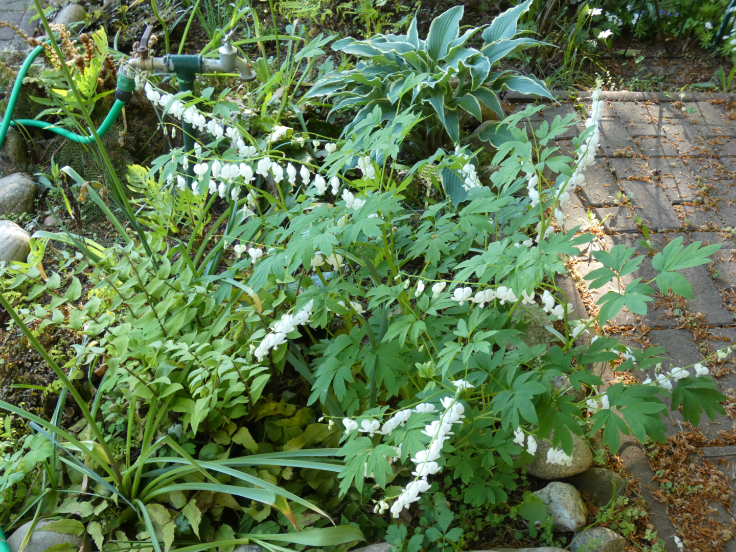 P1000520