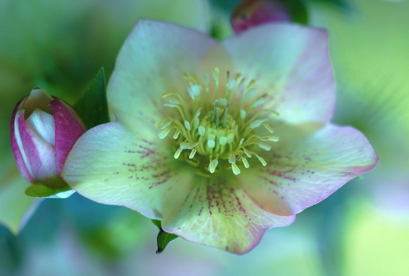 Helleborus 3