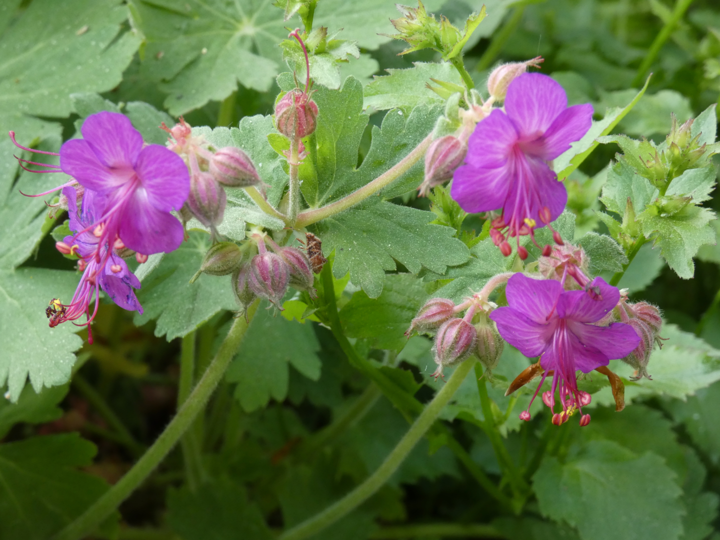 Balkan-Storchschnabel (Geranium Macrorrhizum)