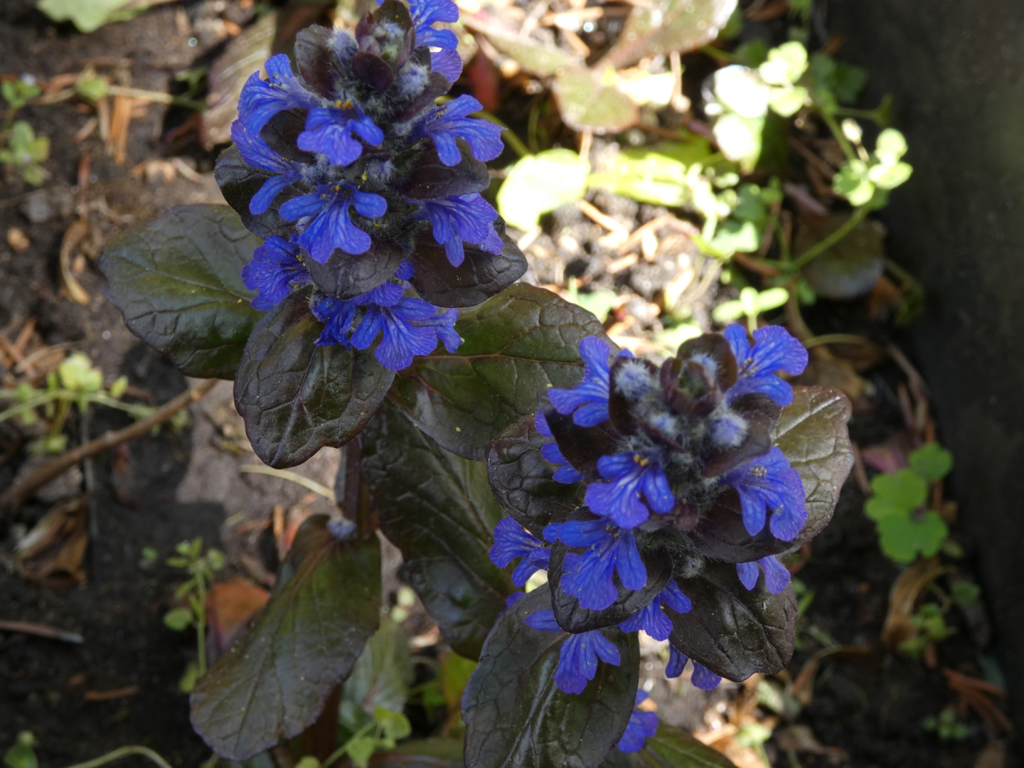 Günsel   Ajuga