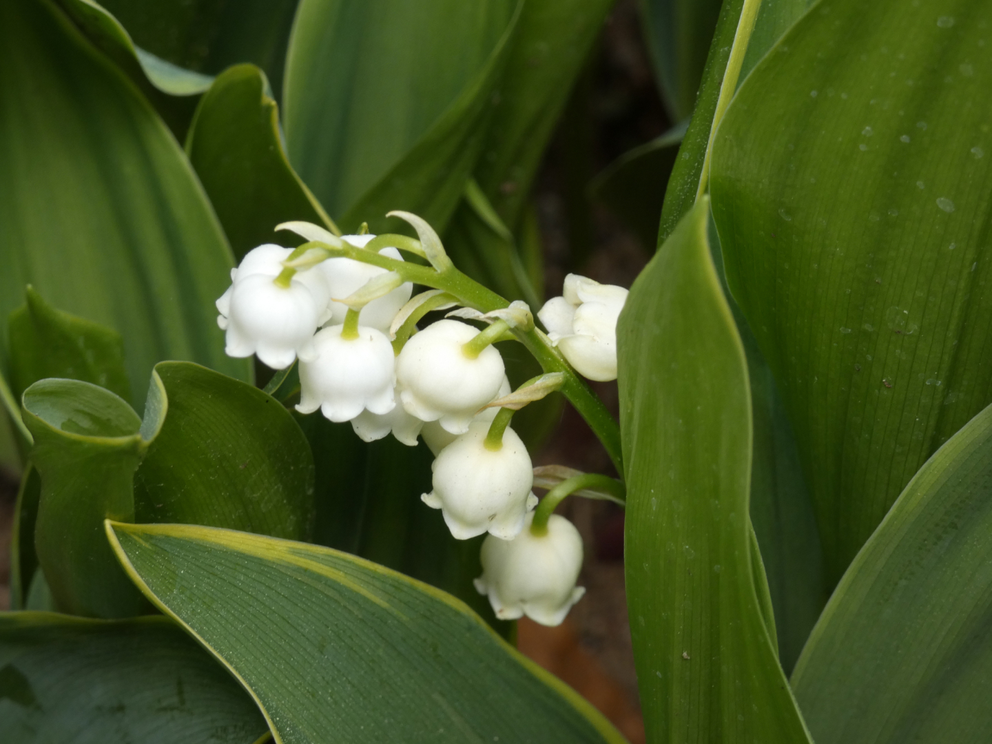 Maiglöckchen  Convallaria majalis