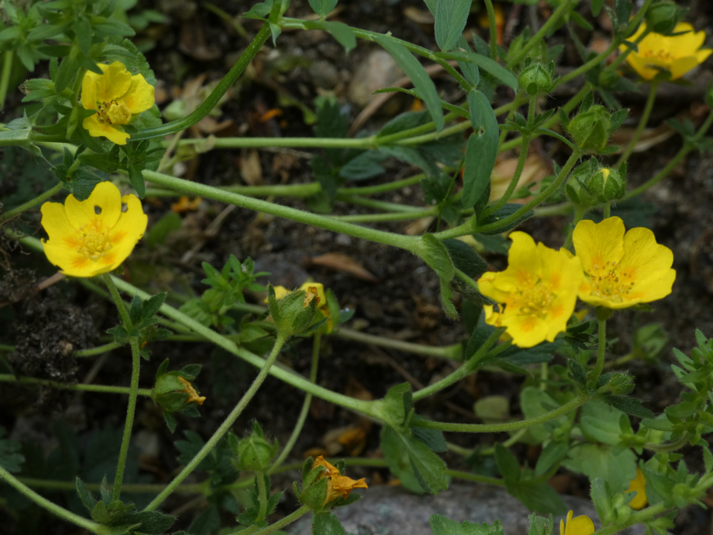 Sonnenröschen   Helianthemum