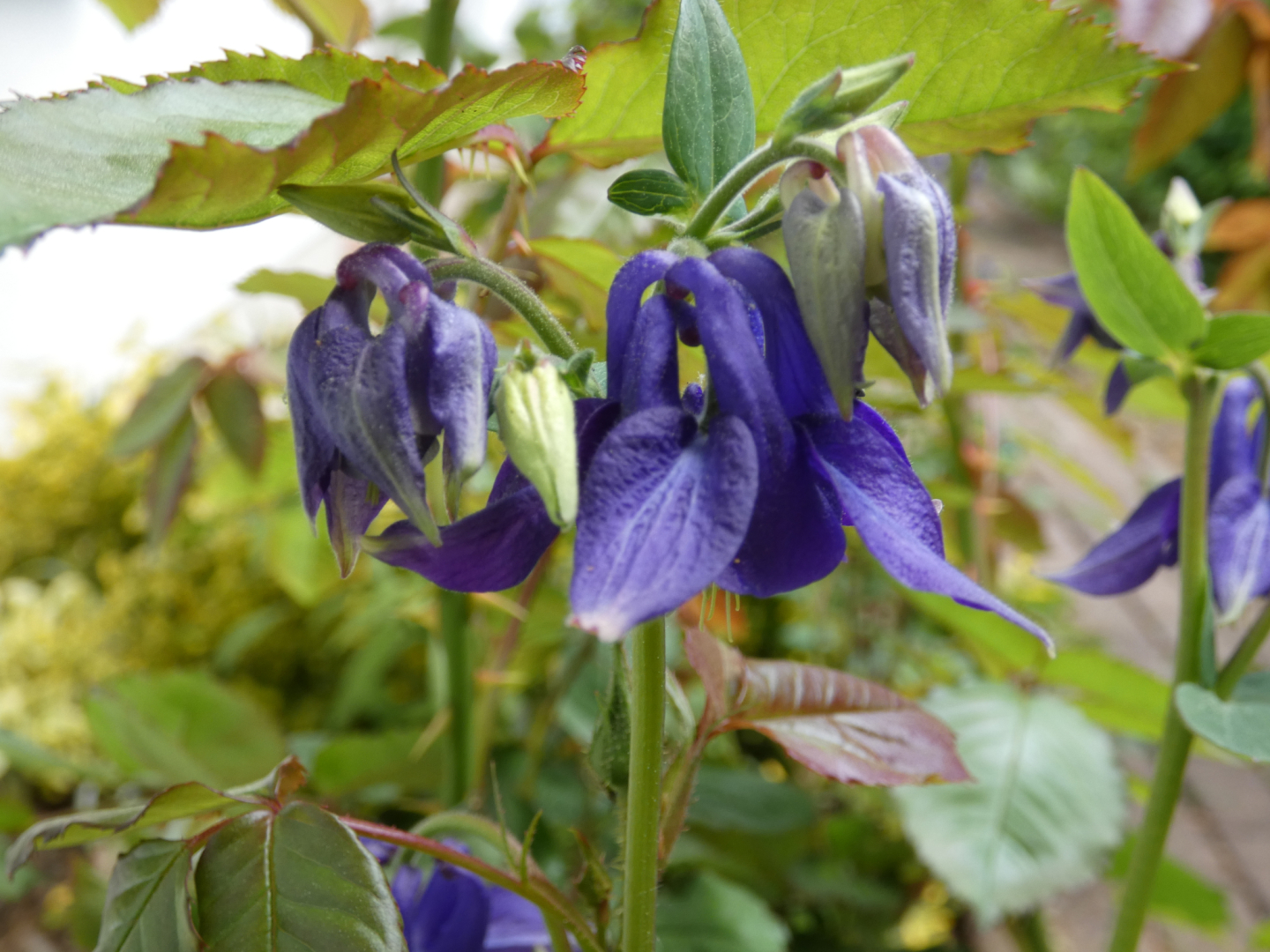 Gewöhnliche Akelei  Aquilegia vulgaris