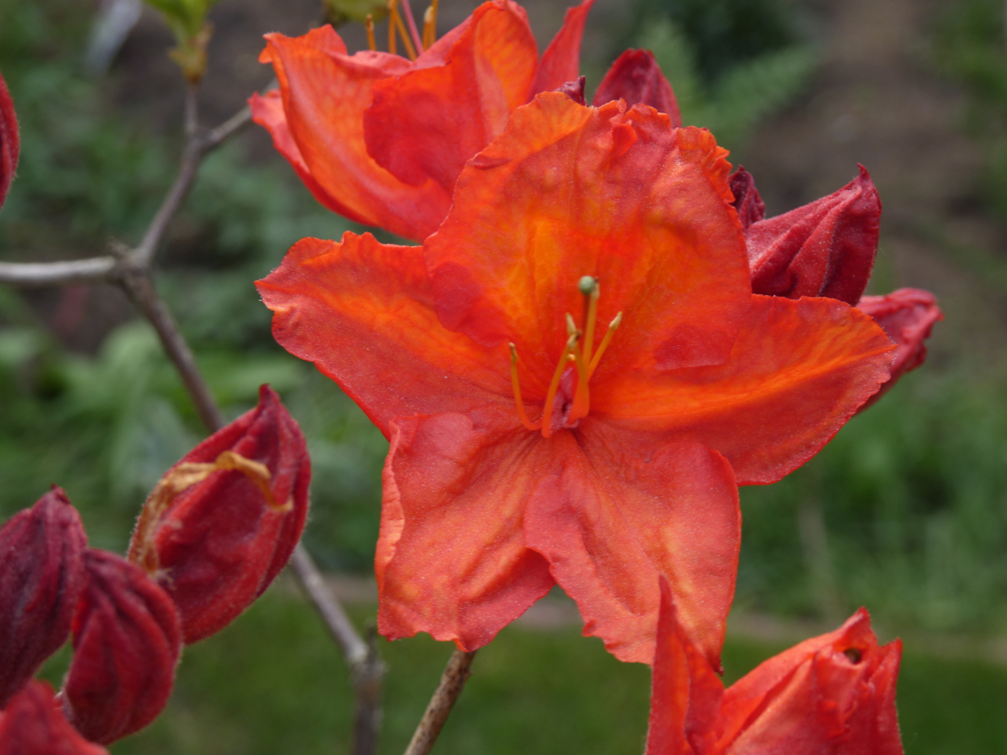 Rhododendron luteum Feuerwerk