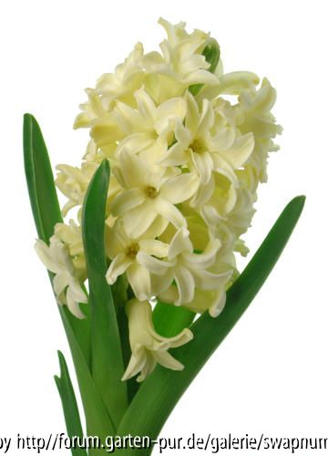 Hyacinthus...wie sie vorher war