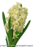 Hyacinthus...wie sie vorher war