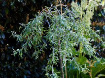 P5121231